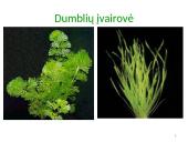 Dumbliai- vienaląsčiai ir daugialąsčiai protistai 12 puslapis