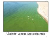 Dumbliai- vienaląsčiai ir daugialąsčiai protistai 14 puslapis