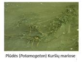 Dumbliai- vienaląsčiai ir daugialąsčiai protistai 15 puslapis