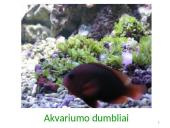 Dumbliai- vienaląsčiai ir daugialąsčiai protistai 18 puslapis