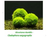 Dumbliai- vienaląsčiai ir daugialąsčiai protistai 19 puslapis