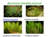 Dumbliai- vienaląsčiai ir daugialąsčiai protistai 20 puslapis