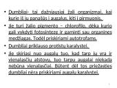 Dumbliai- vienaląsčiai ir daugialąsčiai protistai 4 puslapis