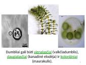 Dumbliai- vienaląsčiai ir daugialąsčiai protistai 5 puslapis
