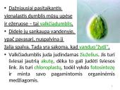 Dumbliai- vienaląsčiai ir daugialąsčiai protistai 6 puslapis