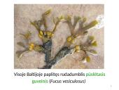 Dumbliai- vienaląsčiai ir daugialąsčiai protistai 8 puslapis