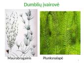 Dumbliai- vienaląsčiai ir daugialąsčiai protistai 9 puslapis