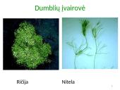 Dumbliai- vienaląsčiai ir daugialąsčiai protistai 10 puslapis