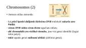 Sąvokos. Chromosomos. Interfazė. Mitozė 4 puslapis