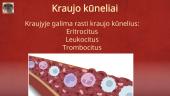 Kraujas (apytaka, krešėjimas, sutrikimai) 4 puslapis