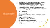 Fotosintezė (skaidrės) 13 puslapis