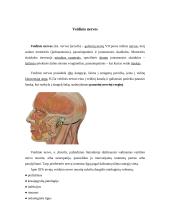 Veidinis nervas 2 puslapis