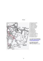 Žagarės parko dendrologinė analizė 15 puslapis