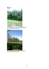 Žagarės parko dendrologinė analizė 16 puslapis