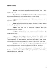 Dracenų, jukų ir kordilinų įvairovė 10 puslapis