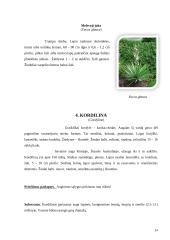 Dracenų, jukų ir kordilinų įvairovė 13 puslapis