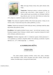 Dracenų, jukų ir kordilinų įvairovė 14 puslapis