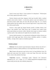 Dracenų, jukų ir kordilinų įvairovė 4 puslapis