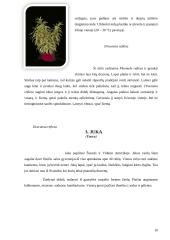 Dracenų, jukų ir kordilinų įvairovė 9 puslapis