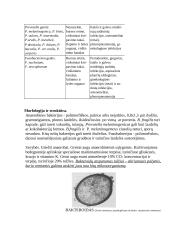 Gramneigiamos anaerobinės bakterijos 3 puslapis