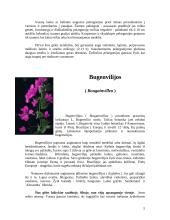 Kambarinių gėlių parinkimas gyvenamosioms patalpoms 5 puslapis