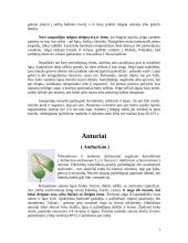 Kambarinių gėlių parinkimas gyvenamosioms patalpoms 7 puslapis