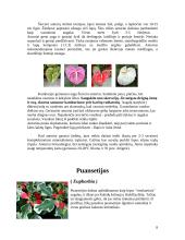 Kambarinių gėlių parinkimas gyvenamosioms patalpoms 8 puslapis