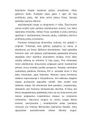 Kauno Perkūno namai 5 puslapis