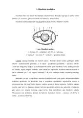 Kiaušiniai 4 puslapis