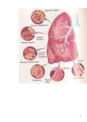 Kvėpavimo organų infekcinės ligos. Rūkymas 5 puslapis