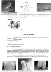 Laimo ligos sukėlėjas, jo savybės, ekologija 12 puslapis