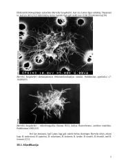 Laimo ligos sukėlėjas, jo savybės, ekologija 5 puslapis