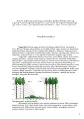 Medžių įvairovė ir jos priklausomybė nuo klimato 8 puslapis