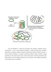 Modifikuoti organizmai 12 puslapis