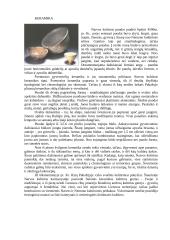 Narvos kultūra: pastatai, keramika, medžioklės ir žvejybos įrankiai 4 puslapis