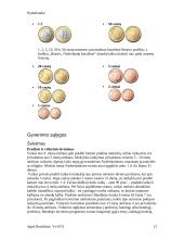 Nyderlandai 12 puslapis