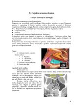 Nosies lygų gydymas lazeriu 4 puslapis