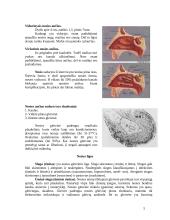 Nosies lygų gydymas lazeriu 5 puslapis