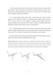 Originali kūryba. Lietuvių liaudies muzika 6 puslapis