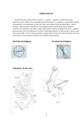Originali kūryba. Lietuvių liaudies muzika 9 puslapis