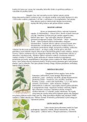 Plaukų gydymas fitoterapinėmis priemonėmis 3 puslapis