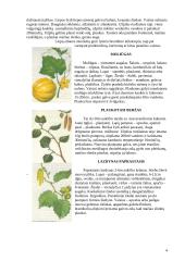Plaukų gydymas fitoterapinėmis priemonėmis 4 puslapis
