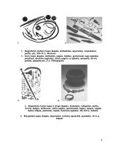 Senovės baltų gyvenimas 7 puslapis