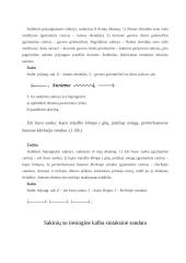 Sintaksė ir sakiniai 8 puslapis
