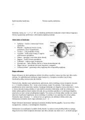 Spalvinė rega. Daltonizmas 5 puslapis