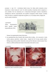 Stuburo išvarža 3 puslapis