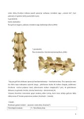 Stuburo išvarža 8 puslapis