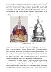 Šv. Pauliaus katedra Londone 17 puslapis