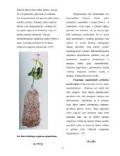 Aranžuotėje naudojami augalai 12 puslapis