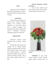 Aranžuotėje naudojami augalai 14 puslapis